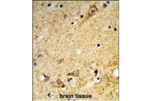 Forlin-fixed and paraffin-embedded hun brain tissue reacted with LD2 Antibody (C-term), which was peroxidase-conjugated to the secondary antibody, followed by DAB staining. (Tricellulin antibody  (C-Term))