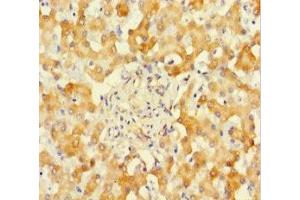 Immunohistochemistry of paraffin-embedded human liver tissue using ABIN7170944 at dilution of 1:100 (SUOX antibody  (AA 80-545))