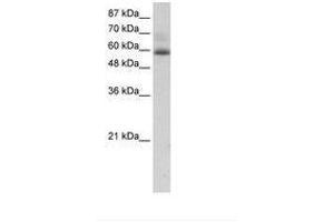 Image no. 1 for anti-Zinc Finger Protein 307 (ZKSCAN4) (AA 272-321) antibody (ABIN202740) (ZKSCAN4 antibody  (AA 272-321))
