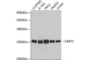 Western blot analysis of extracts of various cell lines using SART3 Polyclonal Antibody at dilution of 1:3000. (SART3 antibody)