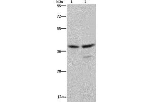 Western blot analysis of Jurkat and Hela cell, using BUB3 Polyclonal Antibody at dilution of 1:300 (BUB3 antibody)