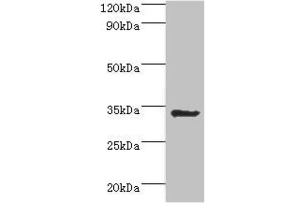 AIMP1 antibody  (AA 25-180)