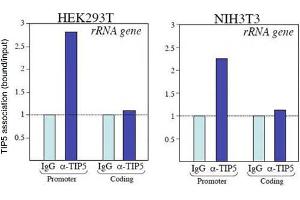 ChIP of Anti-TIP5 Antibody Chromatin Immunoprecipitation results of Rabbit Anti-TIP5 Antibody. (BAZ2A antibody)