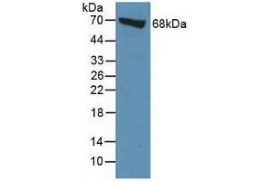 Figure. (Moesin antibody  (AA 354-577))