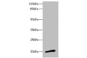 Western blot All lanes: NMUantibody at 3. (Neuromedin U antibody  (AA 35-174))