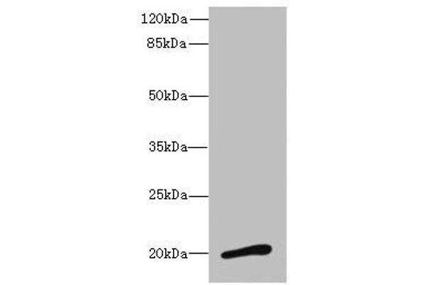 Neuromedin U antibody  (AA 35-174)