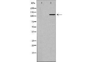 Western blot analysis of extracts of mouse testis tissue , using BUB1B antibody. (BUB1B antibody  (C-Term))