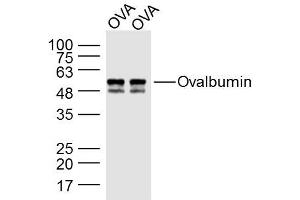 Ovalbumin protein lysates probed with Ovalbumin Polyclonal Antibody, Unconjugated  at 1:300 dilution and 4˚C overnight incubation.
