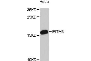 Western blot analysis of extracts of HeLa cells, using IFITM3 antibody. (IFITM3 antibody)