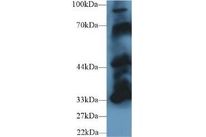 Western Blot; Sample: Mouse Cerebrum lysate; Primary Ab: 1µg/ml Rabbit Anti-Mouse PTPN5 Antibody Second Ab: 0.