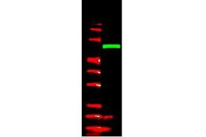 Image no. 1 for anti-V5 Epitope Tag (AA 95-108) antibody (ABIN1104955)