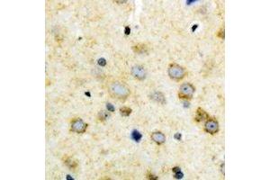 Immunohistochemical analysis of NODAL staining in human brain formalin fixed paraffin embedded tissue section. (Nodal antibody  (C-Term))