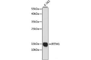 Western blot analysis of extracts of K-562 cells using IFITM1 Polyclonal Antibody at dilution of 1:1000. (IFITM1 antibody)