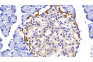 Detection of UCHL1 in Rat Pancreas Tissue using Polyclonal Antibody to Ubiquitin Carboxyl Terminal Hydrolase L1 (UCHL1) (UCHL1 antibody  (AA 2-223))