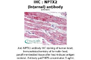 Image no. 1 for anti-Neuronal Pentraxin II (NPTX2) (Internal Region) antibody (ABIN1737482) (NPTX2 antibody  (Internal Region))