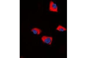 Immunofluorescent analysis of FUK staining in NIH3T3 cells. (FUK antibody  (N-Term))