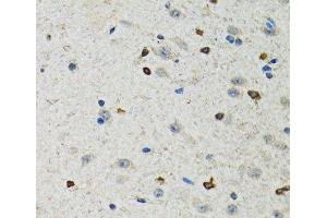 Immunohistochemistry of paraffin-embedded Rat brain using BHLHE40 Polyclonal Antibody at dilution of 1:100 (40x lens). (BHLHE40 antibody)