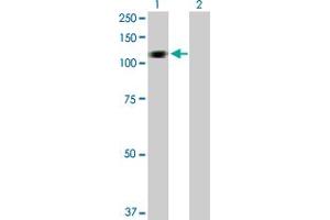 Western Blot analysis of HERC3 expression in transfected 293T cell line by HERC3 MaxPab polyclonal antibody.