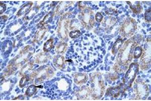 Immunohistochemical staining (Formalin-fixed paraffin-embedded sections) of human kidney with ACCN3 polyclonal antibody  at 4-8 ug/mL working concentration. (ASIC3 antibody  (N-Term))