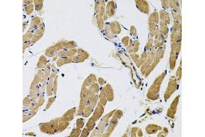 Myosin X antibody