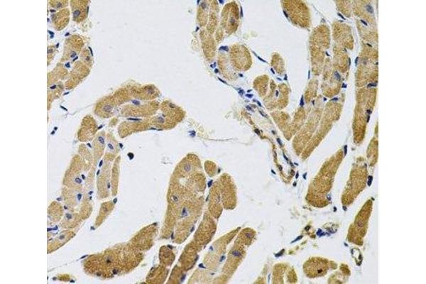 Myosin X antibody