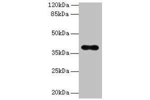 Western blot All lanes: OGG1 antibody at 6 μg/mL + Hela whole cell lysate Secondary Goat polyclonal to rabbit IgG at 1/10000 dilution Predicted band size: 39, 37, 46, 48, 40, 23, 41 kDa Observed band size: 39 kDa (OGG1 antibody  (AA 1-345))