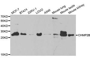 Western blot analysis of extracts of various cell lines, using CHMP2B antibody. (CHMP2B antibody  (AA 1-213))