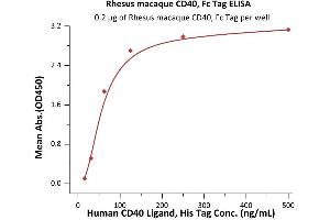Immobilized Rhesus macaque CD40, Fc Tag (ABIN2870790,ABIN2870791) at 2 μg/mL (100 μL/well) can bind Human CD40 Ligand, His Tag  with a linear range of 16-63 ng/mL (QC tested).