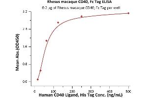 Immobilized Rhesus macaque CD40, Fc Tag (ABIN2870790,ABIN2870791) at 2 μg/mL (100 μL/well) can bind Human CD40 Ligand, His Tag  with a linear range of 16-63 ng/mL (QC tested). (CD40 Protein (CD40) (AA 21-193) (Fc Tag))