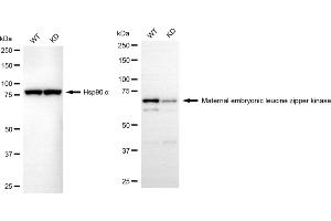 Western blotting analysis using maternal embryonic leucine zipper kinase antibody (ABIN7799336).