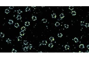 DNA PAINT image of nucelar pore complexes using the DBCO conjugated version of this single domain anti-GFP antibody modified with DNA oligos. (Recombinant GFP antibody)