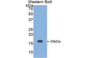 Detection of Recombinant IL16, Rat using Polyclonal Antibody to Interleukin 16 (IL16) (IL16 antibody  (AA 1204-1323))