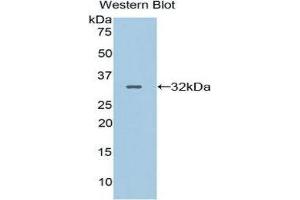 Western Blotting (WB) image for anti-Contactin 4 (CNTN4) (AA 731-980) antibody (ABIN1858440)