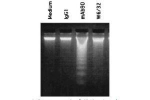 Image no. 2 for anti-HLA-A1 antibody (ABIN786685) (HLA-A1 antibody)