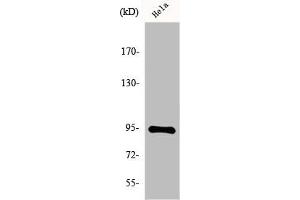 Western Blot analysis of HeLa cells using Endoplasmin Polyclonal Antibody (HSP9B1 (C-Term) antibody)