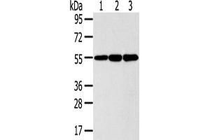 Gel: 8 % SDS-PAGE,Lysate: 40 μg,Lane 1-3: 293T cells, LO2 cells, Lovo cells,Primary antibody: ABIN7191125(ISM2 Antibody) at dilution 1/300 dilution,Secondary antibody: Goat anti rabbit IgG at 1/8000 dilution,Exposure time: 5 seconds (Isthmin 2 antibody)