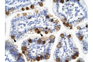 YWHAH antibody was used for immunohistochemistry at a concentration of 4-8 ug/ml to stain Epithelial cells of intestinal villus (arrows) in Human Intestine. (14-3-3 eta antibody  (N-Term))