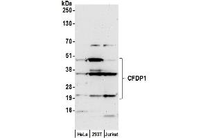 anti-Craniofacial Development Protein 1 (CFDP1) (AA 249-299) antibody