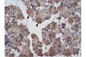 Image no. 1 for anti-LIM Homeobox 9 (LHX9) (AA 324-373) antibody (ABIN203104) (LHX9 antibody  (AA 324-373))