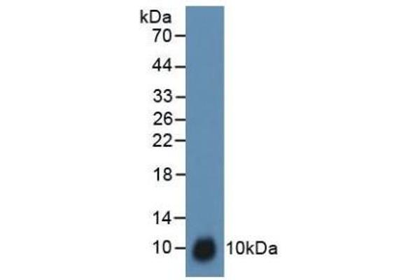TFF3 antibody  (AA 23-81)