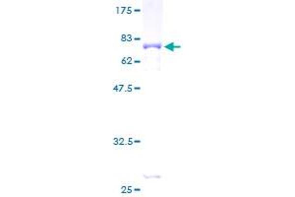 HOMER1 Protein (AA 1-354) (GST tag)