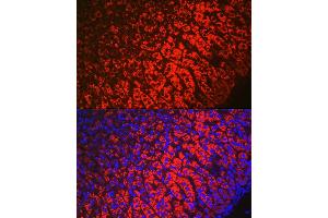 Immunofluorescence analysis of mouse adrenal gland using HSD3B1 Rabbit pAb (ABIN6131041, ABIN6142016, ABIN6142017 and ABIN6224059) at dilution of 1:100 (40x lens).
