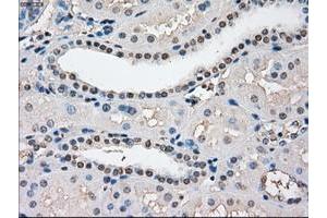 Image no. 1 for anti-P450 (Cytochrome) Oxidoreductase (POR) antibody (ABIN1497744) (POR antibody)