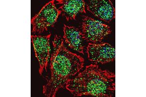 Immunofluorescence (IF) image for anti-threonine Synthase-Like 2 (THNSL2) antibody (ABIN3002296) (THNSL2 antibody)