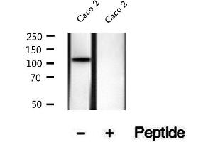 Western blot analysis of extracts of Caco 2 cells, using Phospho-EIF3B(Ser154) Antibody.