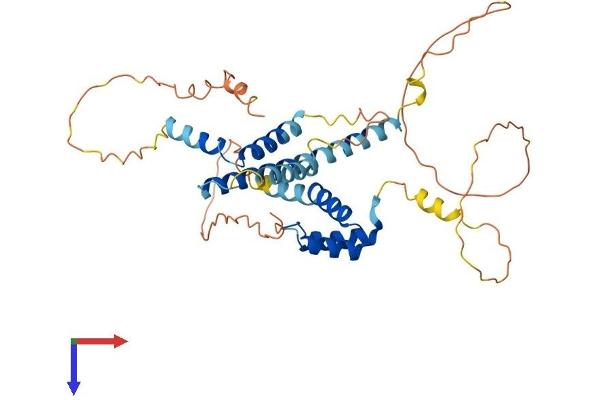 MEIS3 Protein (AA 1-378) (His tag)