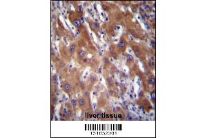 GNE Antibody immunohistochemistry analysis in formalin fixed and paraffin embedded human liver tissue followed by peroxidase conjugation of the secondary antibody and DAB staining.