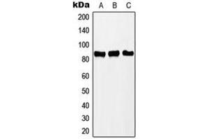 Western blot analysis of PNPT1 expression in Jurkat (A), MCF7 (B), HeLa (C) whole cell lysates.