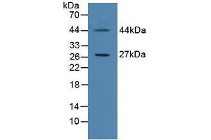 CIDEC Antikörper  (AA 1-251)