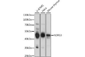 Western blot analysis of extracts of various cell lines, using NDRG3 antibody (ABIN7268836) at 1:1000 dilution. (NDRG3 antibody  (AA 184-363))